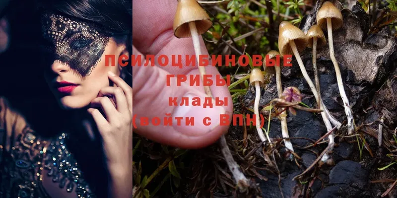 Галлюциногенные грибы Psilocybine cubensis  Борисоглебск 